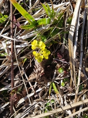 Chrysosplenium alternifolium