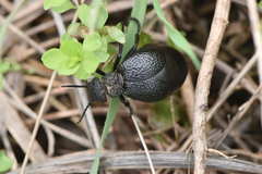 Meloe cicatricosus