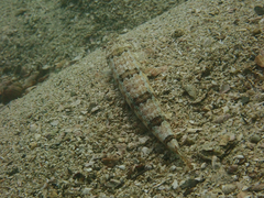 Synodus dermatogenys