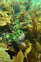 Dictyosphaeria sericea