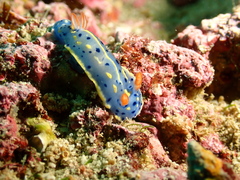 Hypselodoris festiva