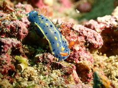 Hypselodoris festiva
