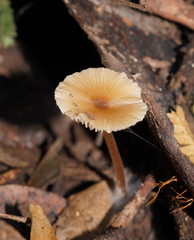 Entoloma aromaticum