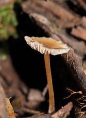 Entoloma aromaticum