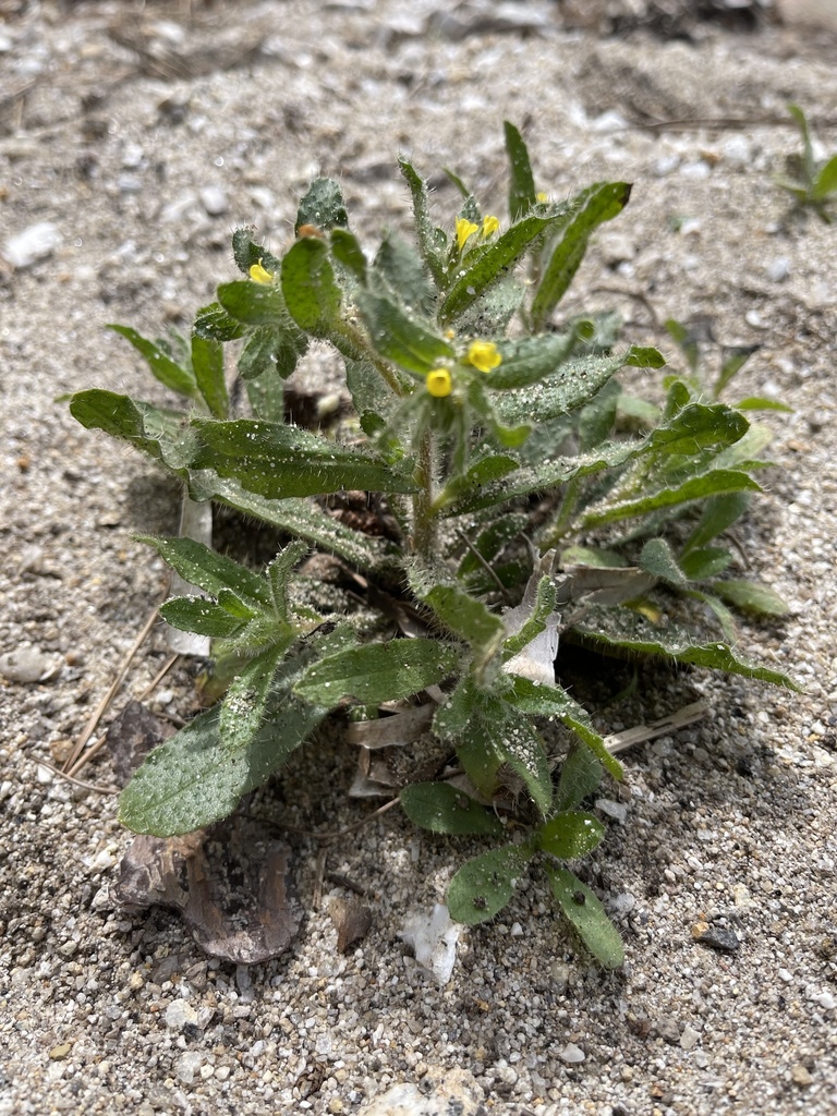 Alkanna lutea