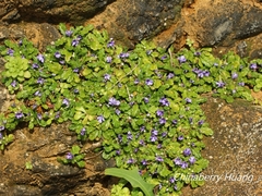Ajuga pygmaea