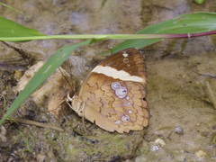 Xanthotaenia busiris