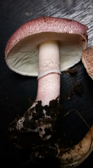 Lepiota decorata