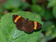 Celaenorrhinus cameroni