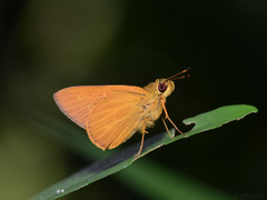 Xanthoneura corissa