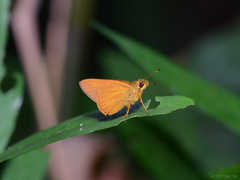 Xanthoneura corissa