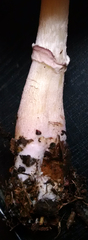Lepiota decorata