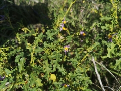 Solanum capense
