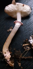 Lepiota decorata