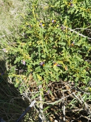 Solanum capense
