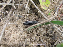 Dorcadion cinerarium