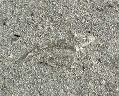 Pomatoschistus microps