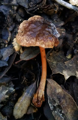 Gymnopus fuscopurpureus