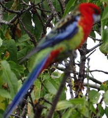 Platycercus elegans × eximius