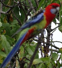 Platycercus elegans × eximius