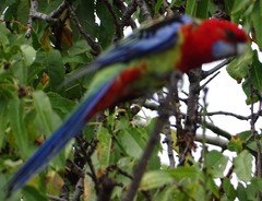 Platycercus elegans × eximius