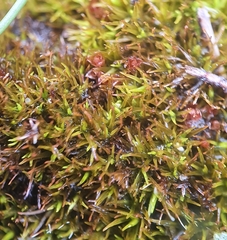 Trichostomum brachydontium