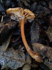 Gymnopus fuscopurpureus