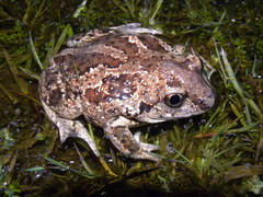Pelobates fuscus