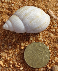 Achatina