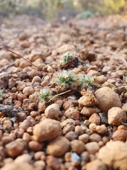 Drosera hyperostigma