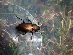 Poecilus versicolor