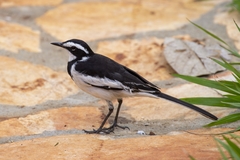 Motacilla aguimp