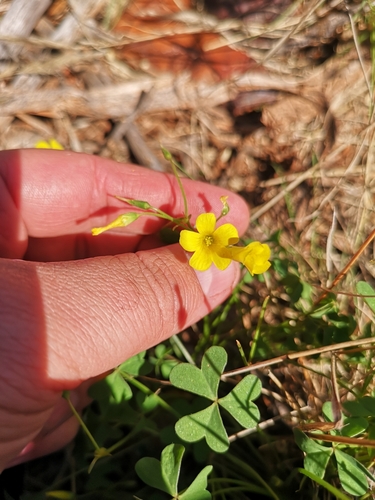 Image of Oxalis haedulipes by (c) Ricus Nel, some rights reserved (CC BY)