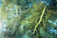 Cystophora moniliformis