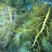 Cystophora moniliformis - Photo 由 David Spencer Muirhead 所上傳的 (c) David Spencer Muirhead，保留部份權利CC BY-NC