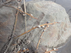 Salix fuscescens