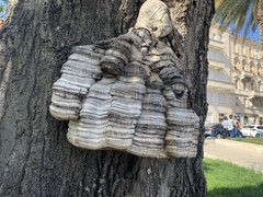 Fomes fomentarius