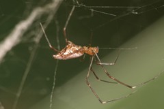 Argyrodes fissifrons