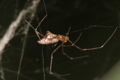 Argyrodes fissifrons