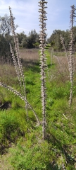 Echium boissieri