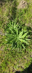 Echium boissieri