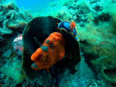 Chromodoris westraliensis