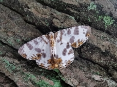 Pachyodes amplificata