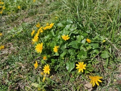 Ficaria verna
