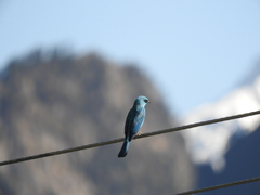 Cyornis unicolor
