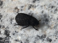 Trox scaber