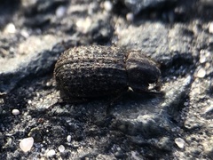 Trox scaber