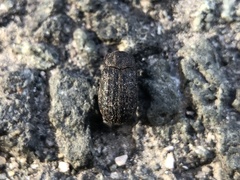Trox scaber