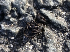 Trox scaber