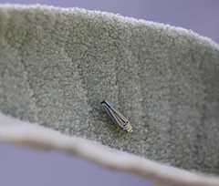 Graphocephala flavovittata